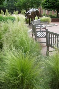 Pony Tails Mexican Feather Grass - Stipa Tennuissima - 1 Gallon Pot