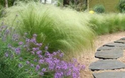Pony Tails Mexican Feather Grass - Stipa Tennuissima - 1 Gallon Pot -Garden Plants stipa tenuissima ponytails mexican feather grass 105