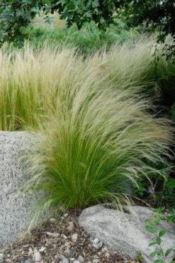 Pony Tails Mexican Feather Grass - Stipa Tennuissima - 1 Gallon Pot -Garden Plants stipa tenuissima ponytails mexican feather grass 107