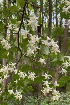 American Snowbell Tree (Styrax Americanus) - 1 Gallon Pot -Garden Plants styrax americanus american snowbell 12
