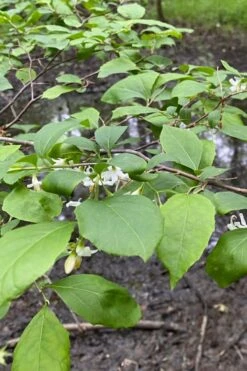 American Snowbell Tree (Styrax Americanus) - 1 Gallon Pot -Garden Plants styrax americanus american snowbell 13