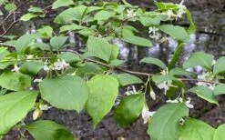 American Snowbell Tree (Styrax Americanus) - 1 Gallon Pot -Garden Plants styrax americanus american snowbell 14