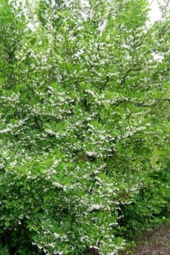 American Snowbell Tree (Styrax Americanus) - 1 Gallon Pot -Garden Plants styrax americanus american snowbell 16
