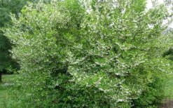 American Snowbell Tree (Styrax Americanus) - 1 Gallon Pot -Garden Plants styrax americanus american snowbell 17