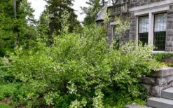 American Snowbell Tree (Styrax Americanus) - 1 Gallon Pot -Garden Plants styrax americanus american snowbell 18