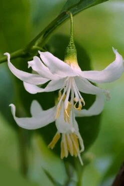 American Snowbell Tree (Styrax Americanus) - 1 Gallon Pot -Garden Plants styrax americanus american snowbell 2