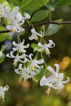 American Snowbell Tree (Styrax Americanus) - 1 Gallon Pot -Garden Plants styrax americanus american snowbell 4