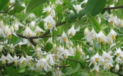 American Snowbell Tree (Styrax Americanus) - 1 Gallon Pot -Garden Plants styrax americanus american snowbell 6