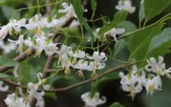 American Snowbell Tree (Styrax Americanus) - 1 Gallon Pot -Garden Plants styrax americanus american snowbell 7