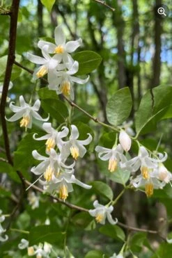 American Snowbell Tree (Styrax Americanus) - 1 Gallon Pot -Garden Plants styrax americanus american snowbell 8