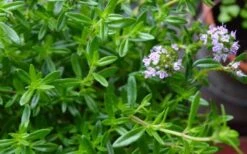 Summer Savory Plant - 6 Pack Of Pint Pots -Garden Plants summer savory herb plant 4