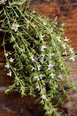 Summer Savory Plant - 6 Pack Of Pint Pots -Garden Plants summer savory herb plant 7