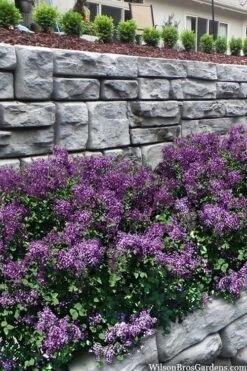 Bloomerang Dark Purple Lilac - 2 Gallon Pot 9 Bloomerang Dark Purple Lilac - 2 Gallon Pot -Garden Plants syringa bloomerang dark purple lilac 22