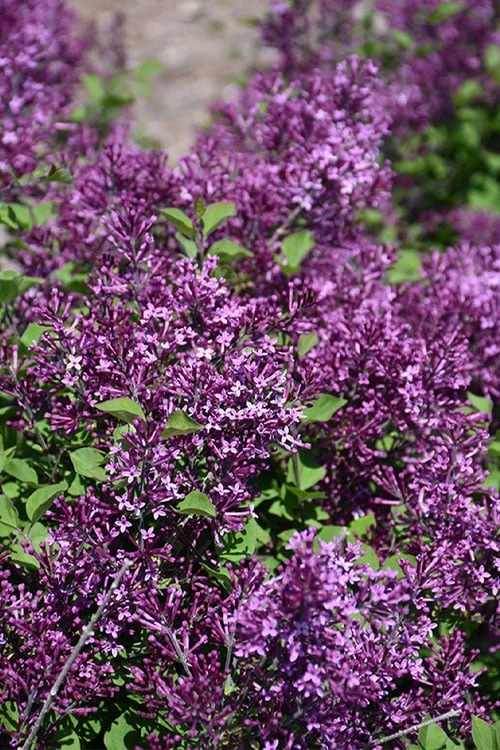 Bloomerang Dark Purple Lilac - 2 Gallon Pot 6 Bloomerang Dark Purple Lilac - 2 Gallon Pot - Image 6