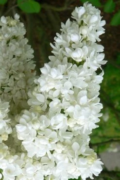 Miss Ellen Willmott White French Lilac (Syringa Vulgaris) - 3 Gallon Pot -Garden Plants syringa vulgaris miss ellen willmott lilac 2