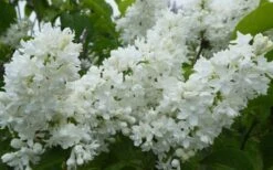 Miss Ellen Willmott White French Lilac (Syringa Vulgaris) - 3 Gallon Pot -Garden Plants syringa vulgaris miss ellen willmott lilac 7