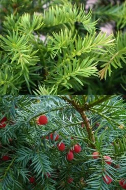 Spreading English Yew (Taxus Baccata 'Repandens) - 3 Gallon Pot 13 Spreading English Yew (Taxus Baccata 'Repandens) - 3 Gallon Pot -Garden Plants taxus baccata repandens speading english yew 10