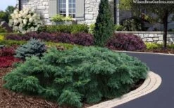 Spreading English Yew (Taxus Baccata 'Repandens) - 3 Gallon Pot 11 Spreading English Yew (Taxus Baccata 'Repandens) - 3 Gallon Pot -Garden Plants taxus baccata repandens speading english yew 2
