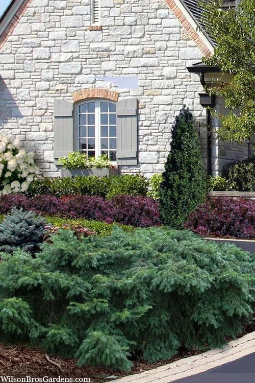 Spreading English Yew (Taxus Baccata 'Repandens) - 3 Gallon Pot 1 Spreading English Yew (Taxus Baccata 'Repandens) - 3 Gallon Pot