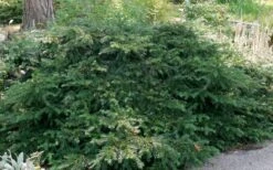 Spreading English Yew (Taxus Baccata 'Repandens) - 3 Gallon Pot 12 Spreading English Yew (Taxus Baccata 'Repandens) - 3 Gallon Pot -Garden Plants taxus baccata repandens speading english yew 6