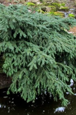 Spreading English Yew (Taxus Baccata 'Repandens) - 3 Gallon Pot 10 Spreading English Yew (Taxus Baccata 'Repandens) - 3 Gallon Pot -Garden Plants taxus baccata repandens speading english yew 8
