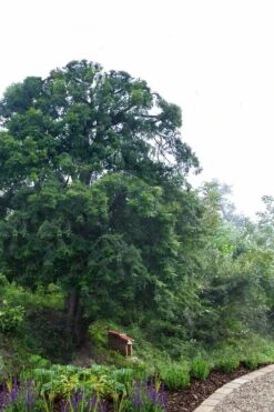 Chinese Yew Tree (Taxus Chinensis) - 3 Gallon Pot -Garden Plants taxus chinensis chinese yew 2