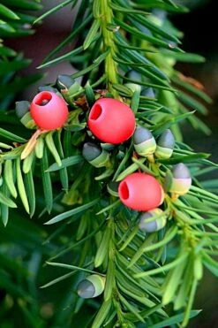 Chinese Yew Tree (Taxus Chinensis) - 3 Gallon Pot -Garden Plants taxus chinensis chinese yew tree 2