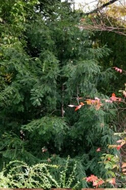 Chinese Yew Tree (Taxus Chinensis) - 3 Gallon Pot -Garden Plants taxus chinensis chinese yew tree 3