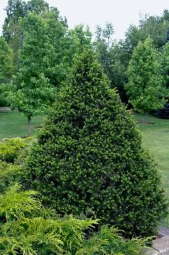 Capitata Upright Yew (Taxus Cuspidata) - 6 Gallon Pot -Garden Plants taxus cuspidata capitata upright japanese yew 4