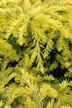 Sunburst Yew (Taxus X Media) - 2 Gallon Pot -Garden Plants taxus media sunburst yew 1