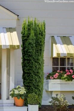 Hicks Columnar Yew (Taxus X Media) - 3 Gallon Pot