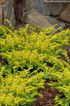 Sunburst Yew (Taxus X Media) - 2 Gallon Pot -Garden Plants taxus x media sunburst yew 2