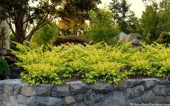 Sunburst Yew (Taxus X Media) - 2 Gallon Pot -Garden Plants taxus x media sunburst yew 7