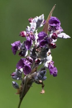 Powdery Alligator Flag (Thalia Dealbata) - 3 Gallon Pot -Garden Plants thalia dealbata powdery alligator flag 1