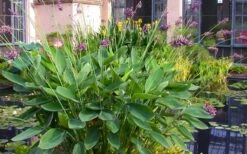 Powdery Alligator Flag (Thalia Dealbata) - 3 Gallon Pot -Garden Plants thalia dealbata powdery alligator flag 13