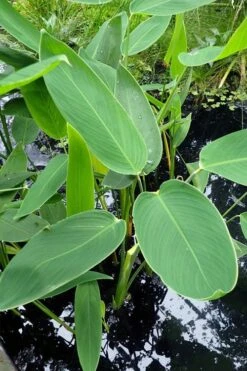 Powdery Alligator Flag (Thalia Dealbata) - 3 Gallon Pot -Garden Plants thalia dealbata powdery alligator flag 3