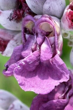 Powdery Alligator Flag (Thalia Dealbata) - 3 Gallon Pot -Garden Plants thalia dealbata powdery alligator flag 7