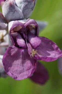 Powdery Alligator Flag (Thalia Dealbata) - 3 Gallon Pot -Garden Plants thalia dealbata powdery alligator flag 9