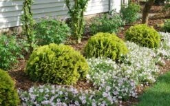 Anna's Magic Ball Arborvitae (Thuja) - 3 Gallon Pot -Garden Plants thuja annas magic ball arborvitae 1