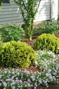 Anna's Magic Ball Arborvitae (Thuja) - 3 Gallon Pot -Garden Plants thuja annas magic ball arborvitae 3