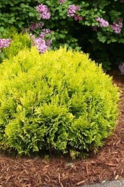 Anna's Magic Ball Arborvitae (Thuja) - 3 Gallon Pot -Garden Plants thuja annas magic ball arborvitae 4