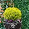 Anna's Magic Ball Arborvitae (Thuja) - 3 Gallon Pot