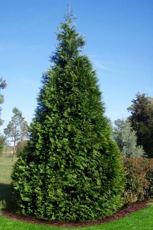 Green Giant Arborvitae - 7 Gallon Pot (5-6') 1 Green Giant Arborvitae - 7 Gallon Pot (5-6')
