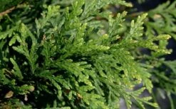 Green Giant Arborvitae - 7 Gallon Pot (5-6') 10 Green Giant Arborvitae - 7 Gallon Pot (5-6') -Garden Plants thuja green giant arborvitae 102