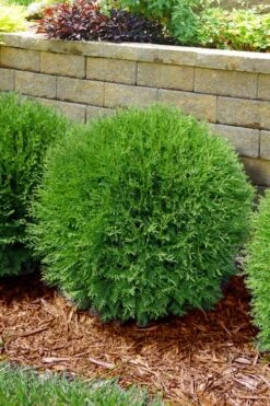 Planet Earth Arborvitae - 3 Gallon Pot 8 Planet Earth Arborvitae - 3 Gallon Pot -Garden Plants thuja occidentalis planet earth arborvitae 4