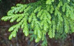 Hiba Arborvitae (Thujopsis Dolabrata) - 3 Gallon Pot -Garden Plants thujopsis dolabrata hiba arborvitae 1