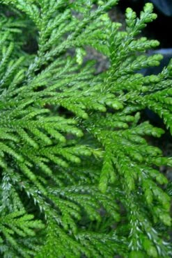 Hiba Arborvitae (Thujopsis Dolabrata) - 3 Gallon Pot -Garden Plants thujopsis dolabrata hiba arborvitae 10