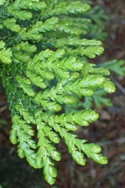 Hiba Arborvitae (Thujopsis Dolabrata) - 3 Gallon Pot -Garden Plants thujopsis dolabrata hiba arborvitae 11