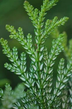Hiba Arborvitae (Thujopsis Dolabrata) - 3 Gallon Pot -Garden Plants thujopsis dolabrata hiba arborvitae 5