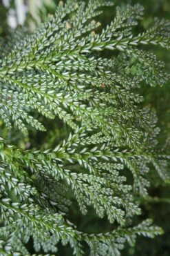 Hiba Arborvitae (Thujopsis Dolabrata) - 3 Gallon Pot -Garden Plants thujopsis dolabrata hiba arborvitae 7